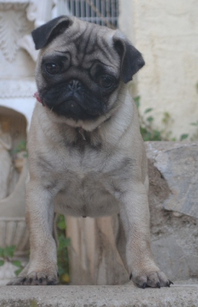 Lola des Pitchoucas de Lacapelette