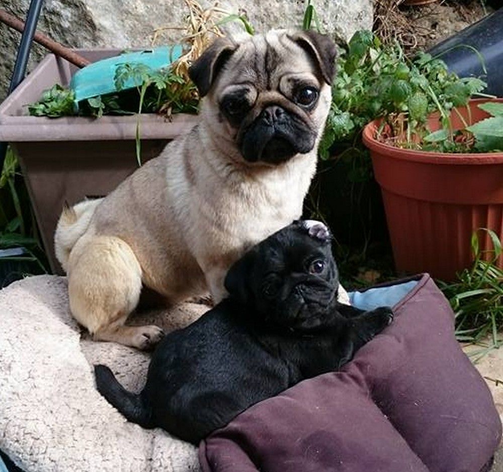 De L'oustaou Del Can - NOUS ESPERONS BIENTOT DES CHIOTS!!!